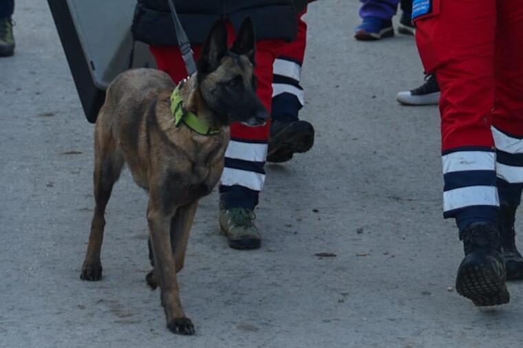 Pas koji je pronašao malu Dunju je najinteligentniji pas na svetu: Spreman je na sve kako bi vam spasio život