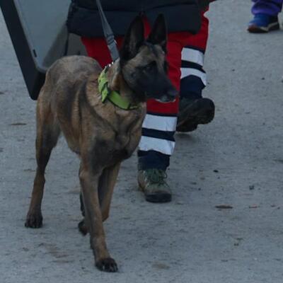 Pas koji je pronašao malu Dunju je najinteligentniji pas na svetu: Spreman je na sve kako bi vam spasio život