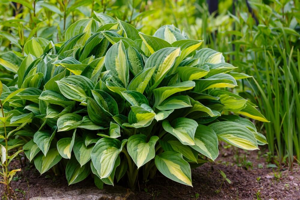 Hosta