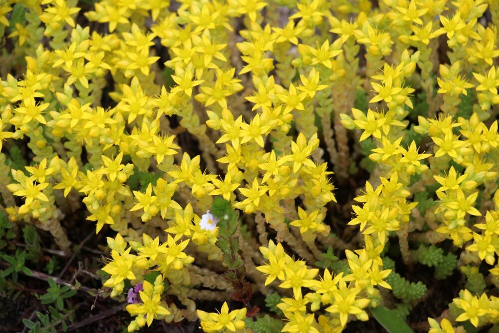 Sedum